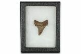 Serrated Fossil Sokolovi (Auriculatus) Tooth - South Carolina #338426-2